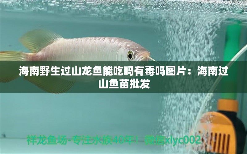 海南野生过山龙鱼能吃吗有毒吗图片：海南过山鱼苗批发