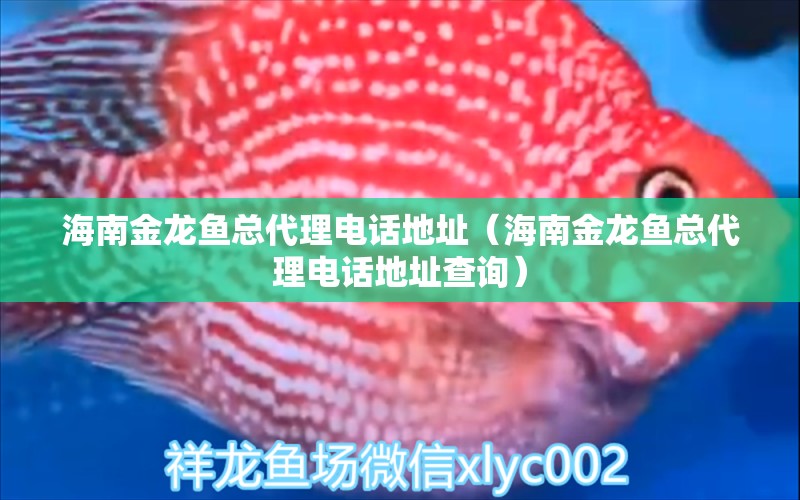 海南金龙鱼总代理电话地址（海南金龙鱼总代理电话地址查询） 海水鱼（海水鱼批发）