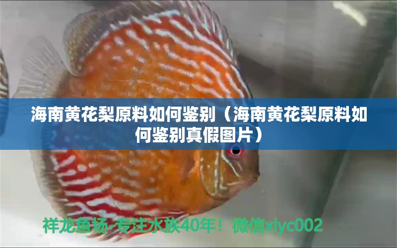 海南黄花梨原料如何鉴别（海南黄花梨原料如何鉴别真假图片） 文玩