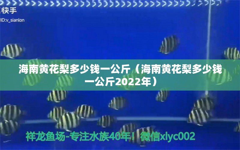 海南黄花梨多少钱一公斤（海南黄花梨多少钱一公斤2022年） 文玩