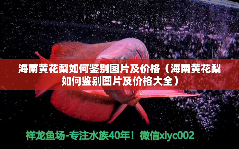 海南黄花梨如何鉴别图片及价格（海南黄花梨如何鉴别图片及价格大全） 文玩