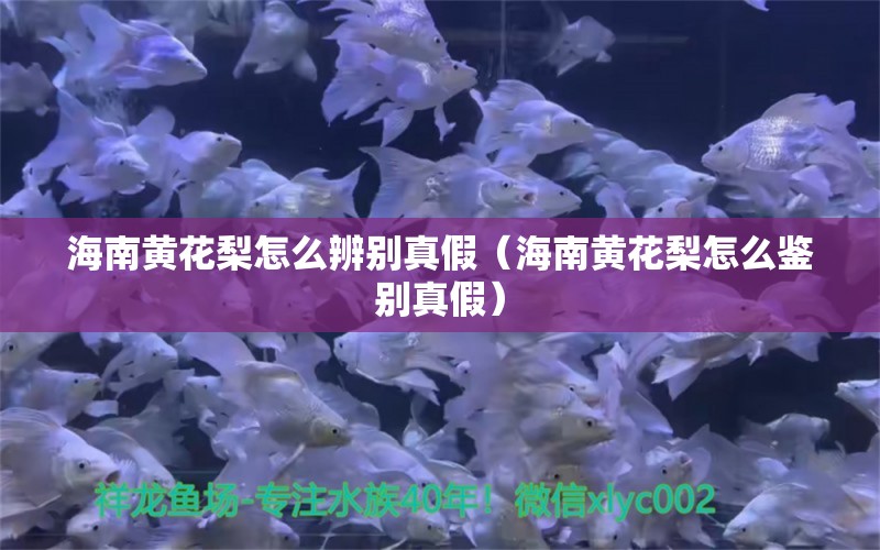 海南黄花梨怎么辨别真假（海南黄花梨怎么鉴别真假） 文玩