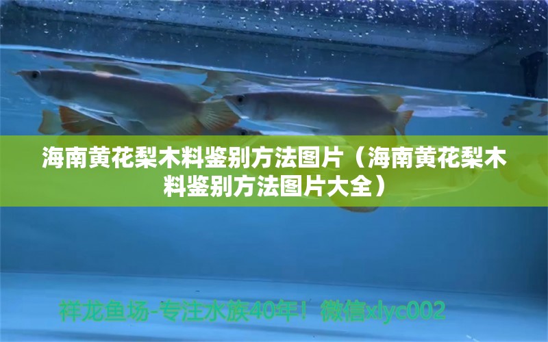 海南黄花梨木料鉴别方法图片（海南黄花梨木料鉴别方法图片大全）