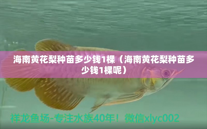 海南黄花梨种苗多少钱1棵（海南黄花梨种苗多少钱1棵呢） 文玩