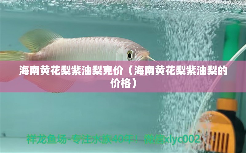 海南黄花梨紫油梨克价（海南黄花梨紫油梨的价格）