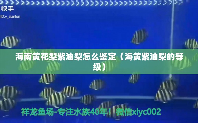 海南黄花梨紫油梨怎么鉴定（海黄紫油梨的等级） 文玩