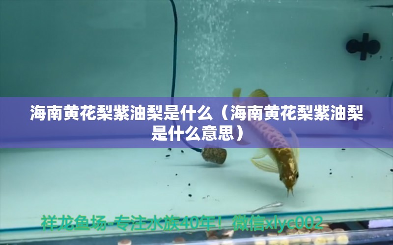 海南黄花梨紫油梨是什么（海南黄花梨紫油梨是什么意思）