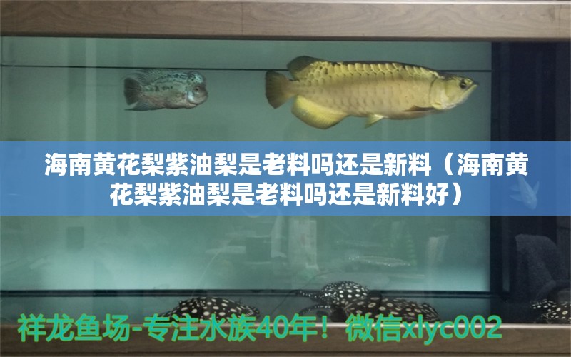 海南黄花梨紫油梨是老料吗还是新料（海南黄花梨紫油梨是老料吗还是新料好）