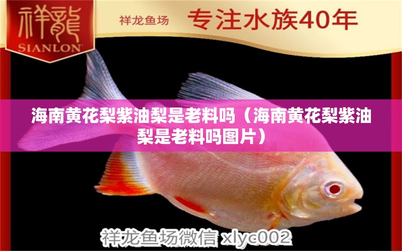 海南黄花梨紫油梨是老料吗（海南黄花梨紫油梨是老料吗图片）