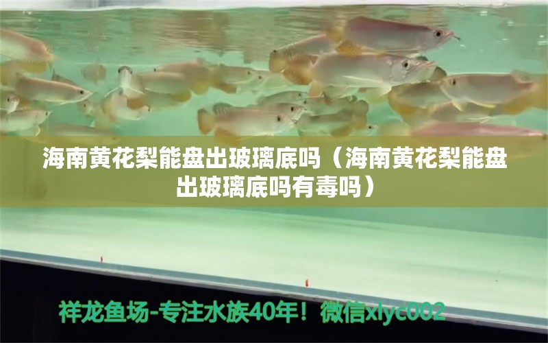 海南黄花梨能盘出玻璃底吗（海南黄花梨能盘出玻璃底吗有毒吗）