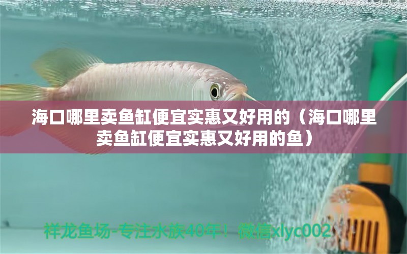 海口哪里卖鱼缸便宜实惠又好用的（海口哪里卖鱼缸便宜实惠又好用的鱼）