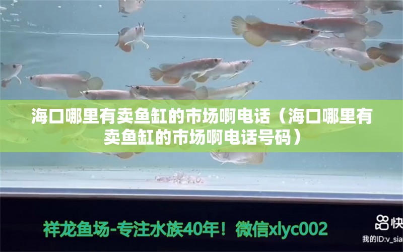 海口哪里有卖鱼缸的市场啊电话（海口哪里有卖鱼缸的市场啊电话号码） 祥龙水族医院