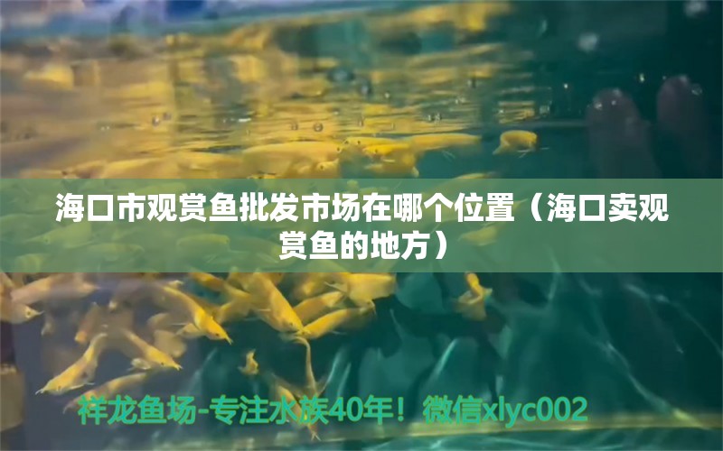 海口市观赏鱼批发市场在哪个位置（海口卖观赏鱼的地方） 观赏鱼批发