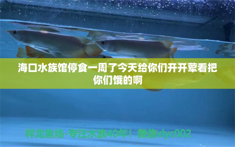 海口水族馆停食一周了今天给你们开开荤看把你们饿的啊