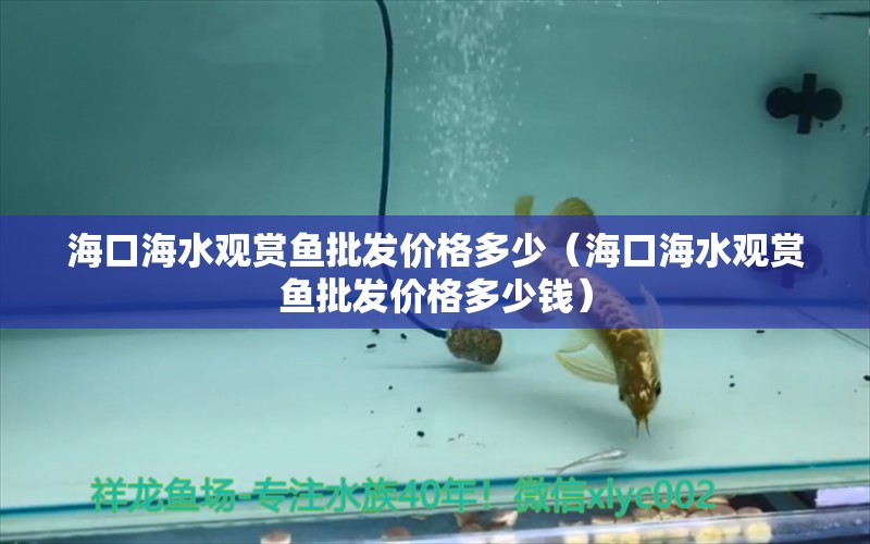 海口海水观赏鱼批发价格多少（海口海水观赏鱼批发价格多少钱）