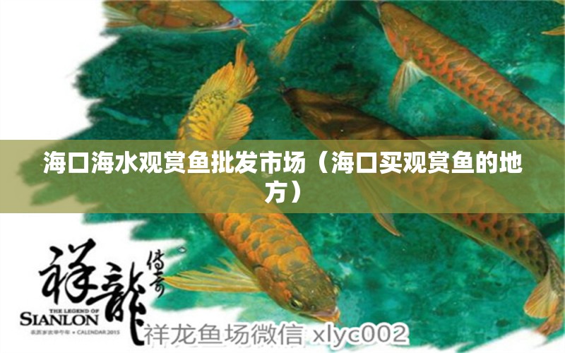 海口海水观赏鱼批发市场（海口买观赏鱼的地方） 观赏鱼批发