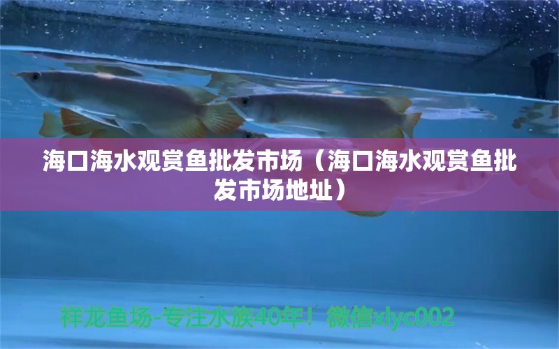 海口海水观赏鱼批发市场（海口海水观赏鱼批发市场地址）