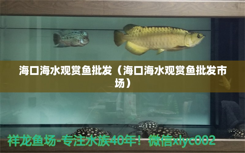 海口海水观赏鱼批发（海口海水观赏鱼批发市场） 观赏鱼批发