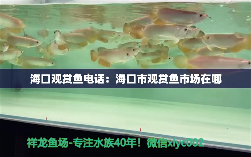 海口观赏鱼电话：海口市观赏鱼市场在哪