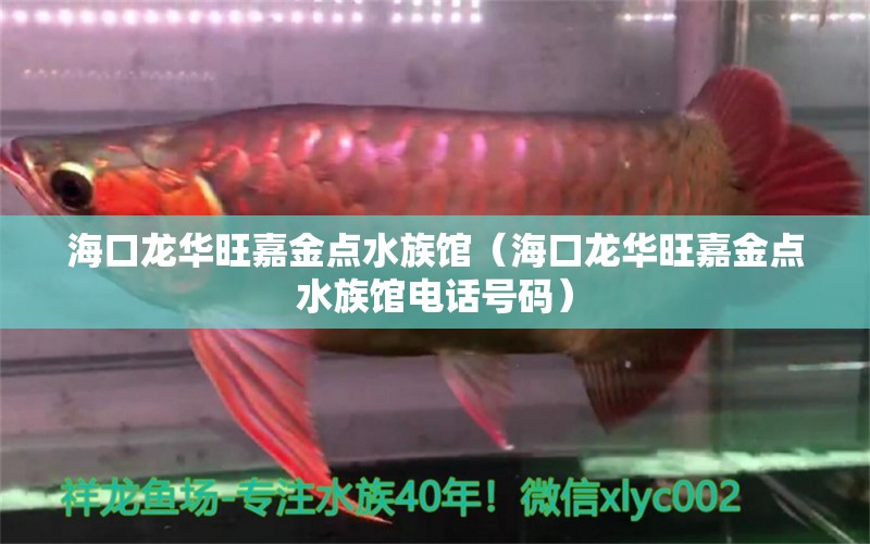 海口龙华旺嘉金点水族馆（海口龙华旺嘉金点水族馆电话号码）