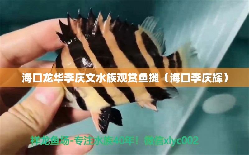 海口龙华李庆文水族观赏鱼摊（海口李庆辉）