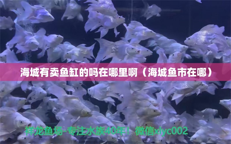 海城有卖鱼缸的吗在哪里啊（海城鱼市在哪） 水族世界