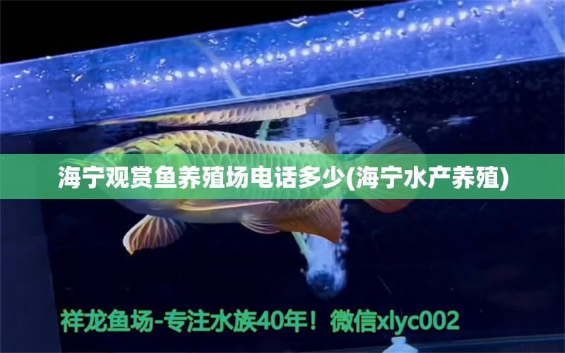 海宁观赏鱼养殖场电话多少(海宁水产养殖) 红白锦鲤鱼