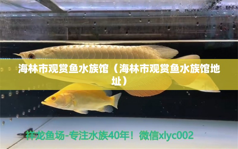 海林市观赏鱼水族馆（海林市观赏鱼水族馆地址）