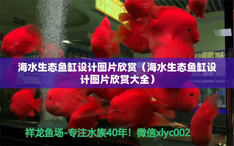 海水生态鱼缸设计图片欣赏（海水生态鱼缸设计图片欣赏大全）