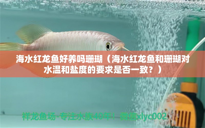 海水红龙鱼好养吗珊瑚（海水红龙鱼和珊瑚对水温和盐度的要求是否一致？） 水族问答 第1张