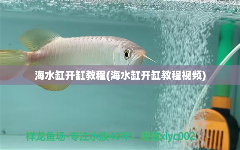 海水缸开缸教程(海水缸开缸教程视频) 丹顶锦鲤鱼 第1张