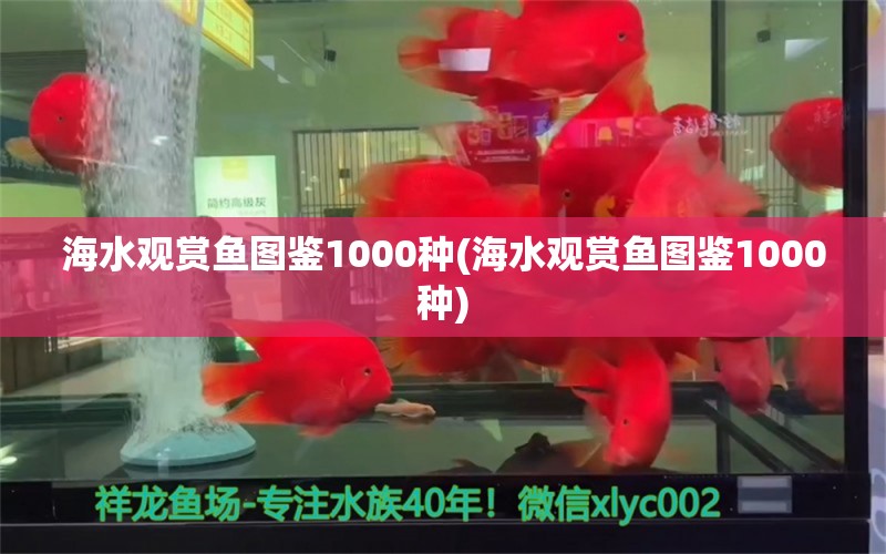 海水观赏鱼图鉴1000种(海水观赏鱼图鉴1000种)