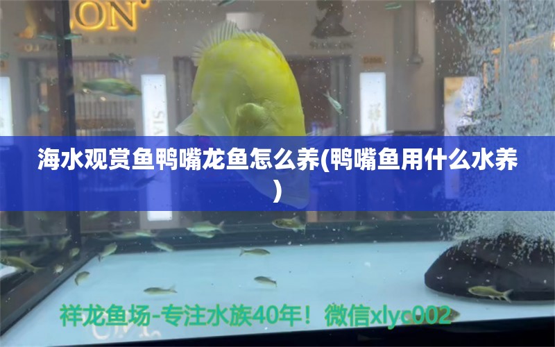 海水观赏鱼鸭嘴龙鱼怎么养(鸭嘴鱼用什么水养) 文玩