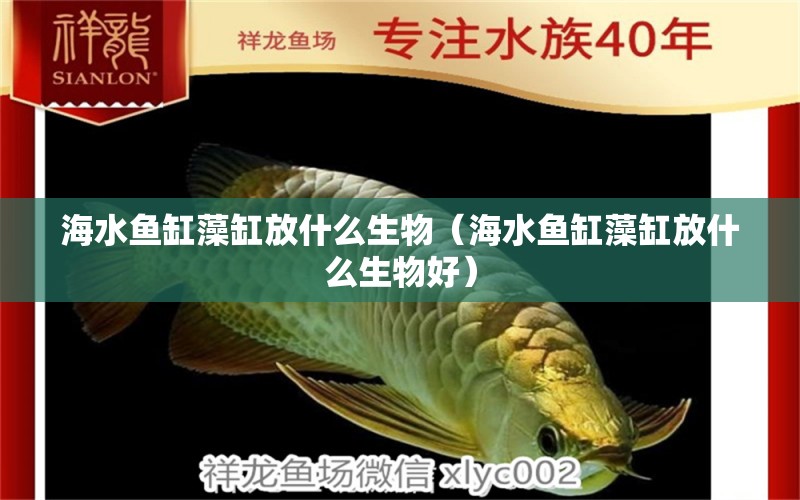 海水鱼缸藻缸放什么生物（海水鱼缸藻缸放什么生物好）