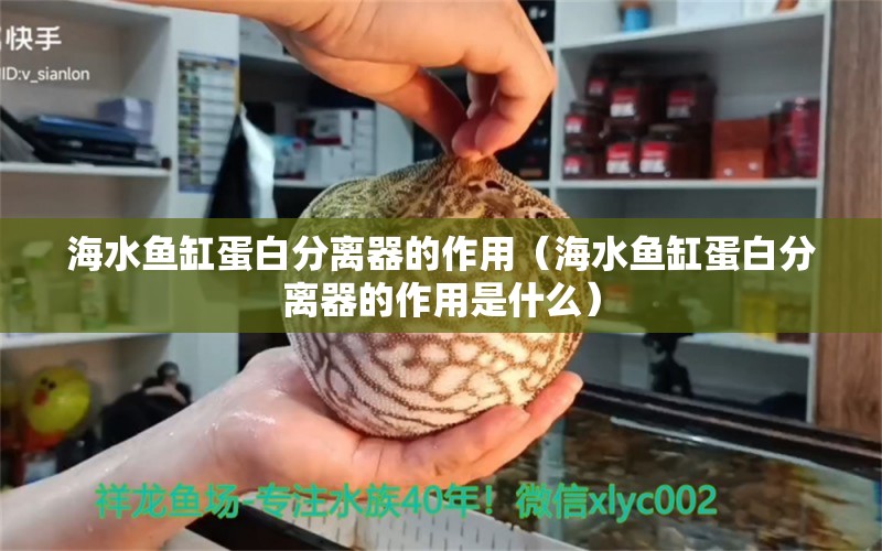 海水鱼缸蛋白分离器的作用（海水鱼缸蛋白分离器的作用是什么） 海水鱼