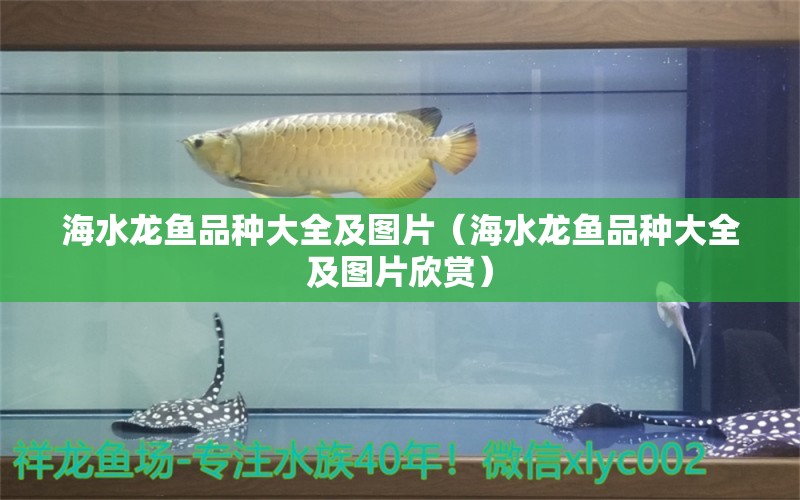 海水龙鱼品种大全及图片（海水龙鱼品种大全及图片欣赏）