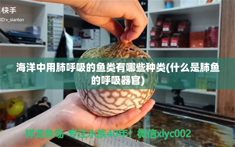 海洋中用肺呼吸的鱼类有哪些种类(什么是肺鱼的呼吸器官) 肺鱼