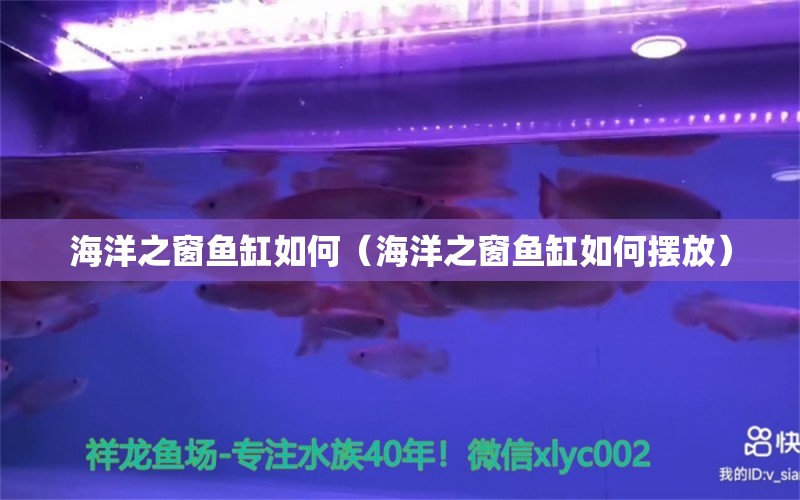 海洋之窗鱼缸如何（海洋之窗鱼缸如何摆放） 观赏鱼市场（混养鱼）