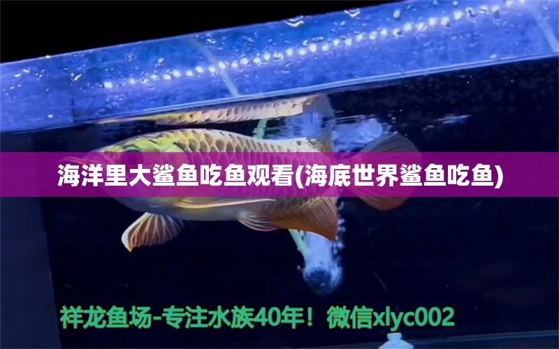 海洋里大鲨鱼吃鱼观看(海底世界鲨鱼吃鱼)