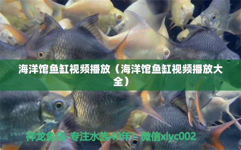 海洋馆鱼缸视频播放（海洋馆鱼缸视频播放大全） 其他品牌鱼缸