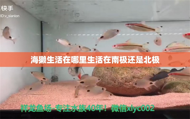 海獭生活在哪里生活在南极还是北极 喂食器 第2张