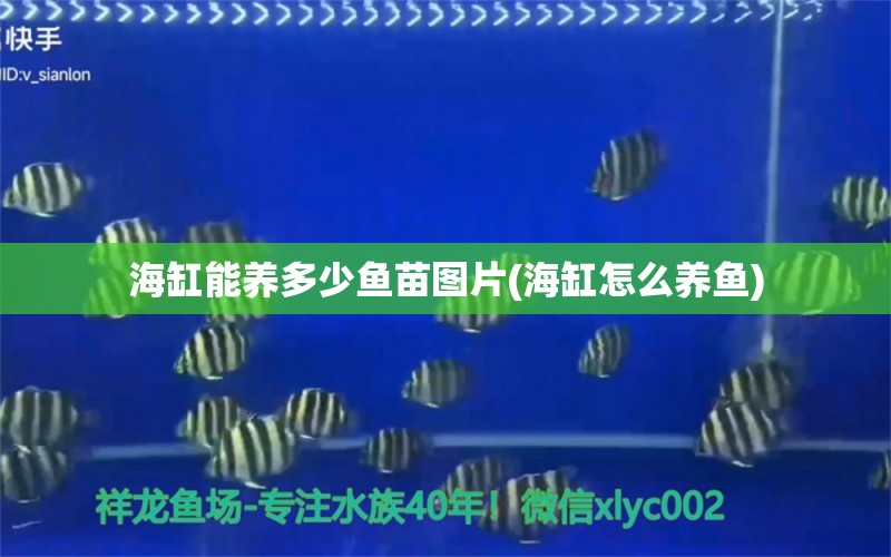 海缸能养多少鱼苗图片(海缸怎么养鱼)