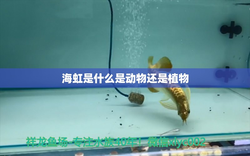 海虹是什么是动物还是植物 萨伊蓝鱼 第2张