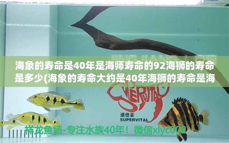 海象的寿命是40年是海师寿命的92海狮的寿命是多少(海象的寿命大约是40年海狮的寿命是海象的) 观赏鱼鱼苗