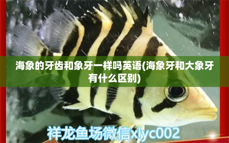 海象的牙齿和象牙一样吗英语(海象牙和大象牙有什么区别)