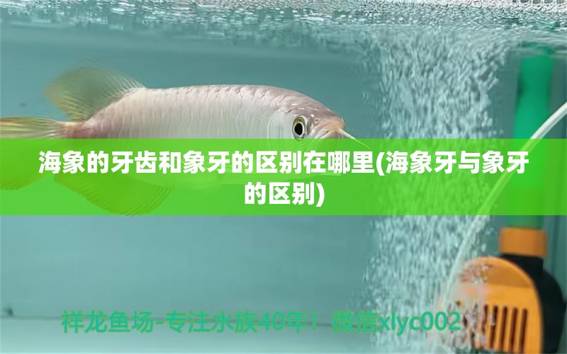 海象的牙齿和象牙的区别在哪里(海象牙与象牙的区别) 水族杂谈