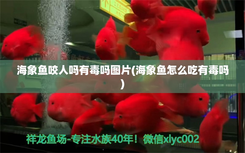 海象鱼咬人吗有毒吗图片(海象鱼怎么吃有毒吗) 海象鱼