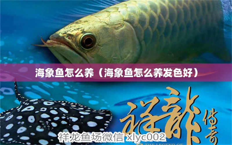 海象鱼怎么养（海象鱼怎么养发色好） 海象鱼