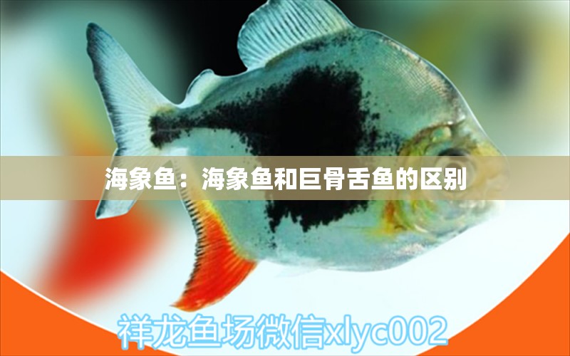 海象鱼：海象鱼和巨骨舌鱼的区别