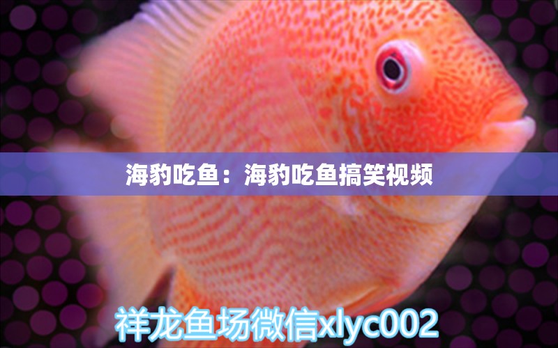 海豹吃鱼：海豹吃鱼搞笑视频